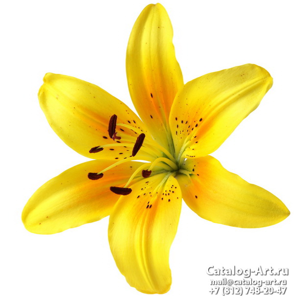 Yellow lilies 22